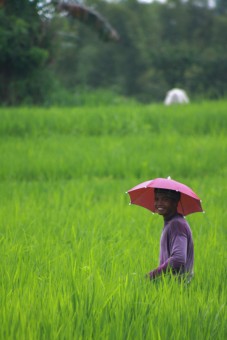 Happy Farmer