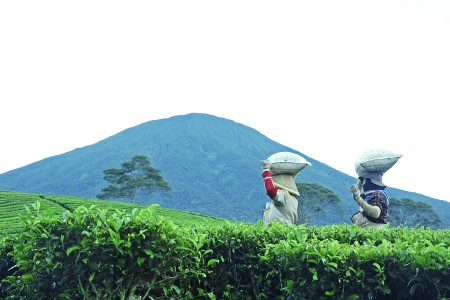 aktivitas pemetik teh pagaralam