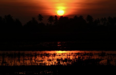 Sunrise Over Rice Fields