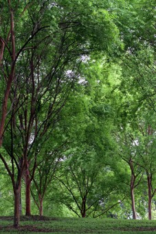 trees