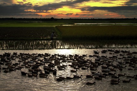 The duck parade