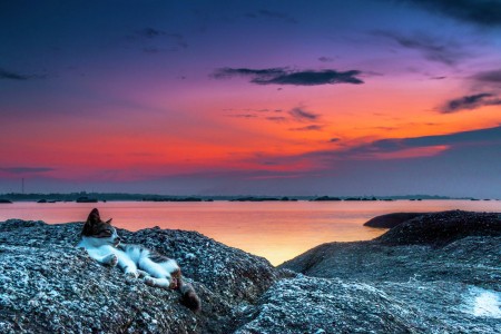 Waiting the sunset