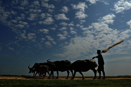 Buffalo and cowboy