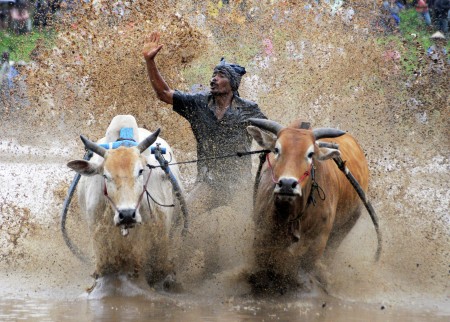 The Pacu jawi