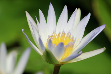bunga