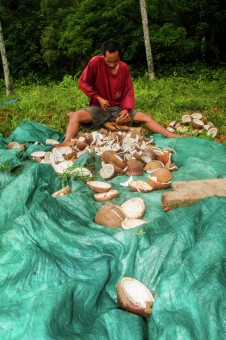 Copra Making