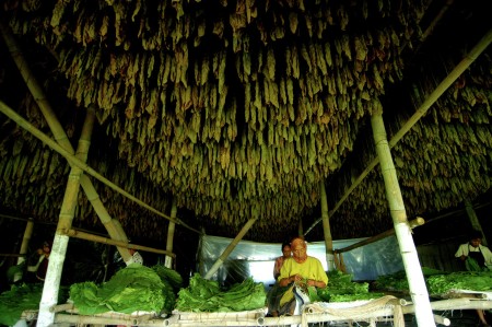 BURUH TEMBAKAU
