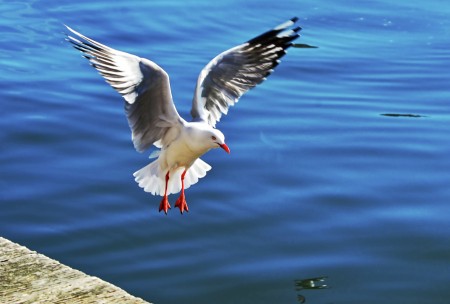 Soft Landing.