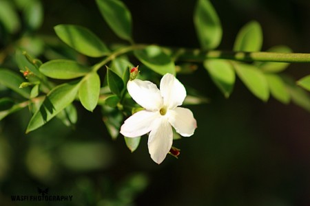 jasmine flower