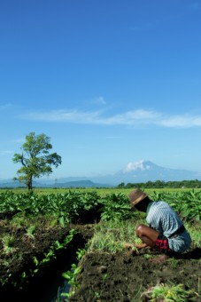 Union Farmer