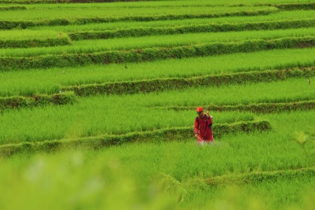 Pesticides