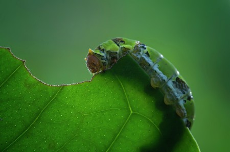 Caterpillar