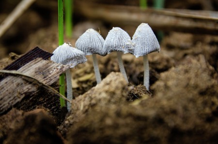 White Mushroom