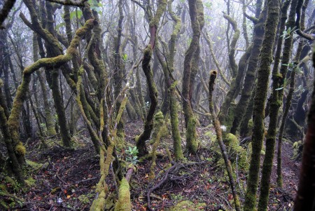 Dempo mountain moss forest