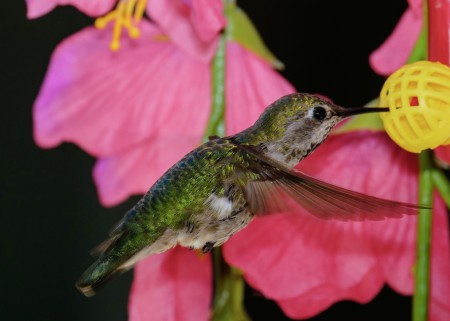 One Colorful Bird
