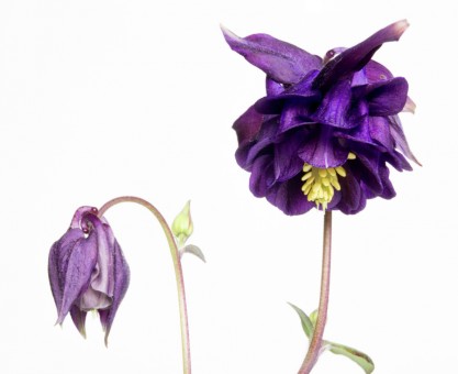 Aquilegia