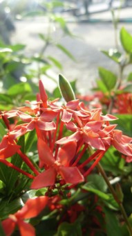 Flower needle