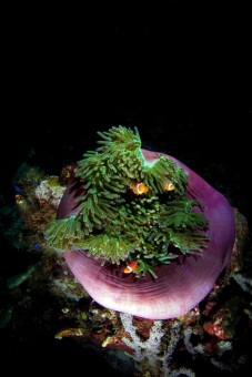 clown fish