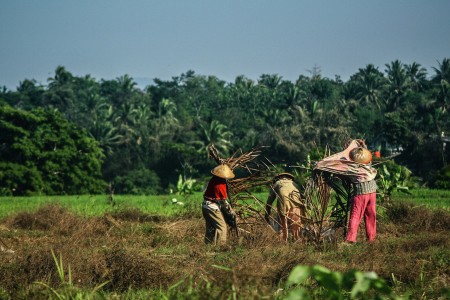 Ibunda Agraria