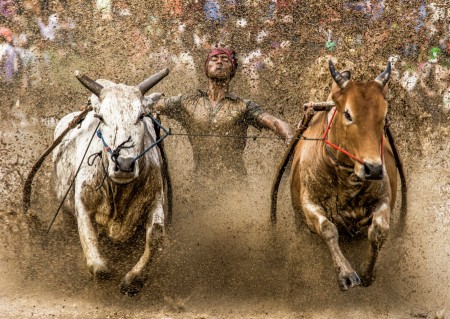 Here comes the bulls