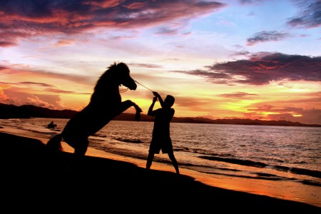 control the horse