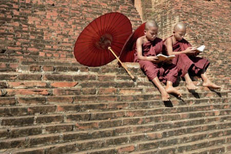 Bodhi Tree