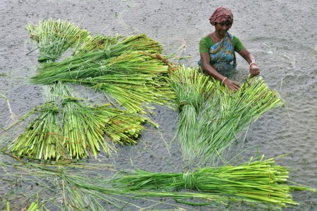 The Grass Reaper