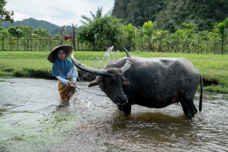 A Lady and a Buffalo
