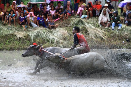 Barapan Kebo