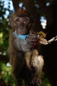 Free  the Monkey