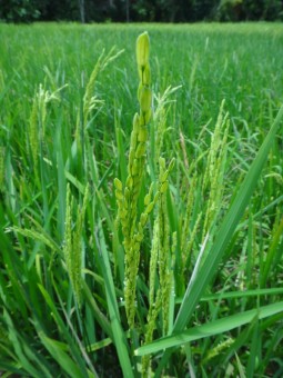 Rice