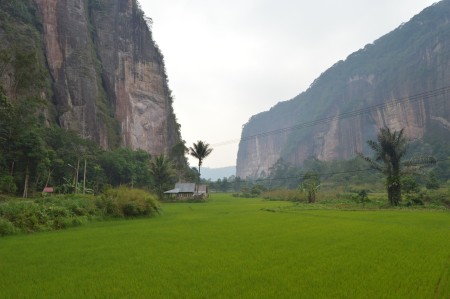 Rice Field Between Cliff