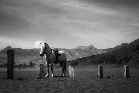 Bridled In The Desert