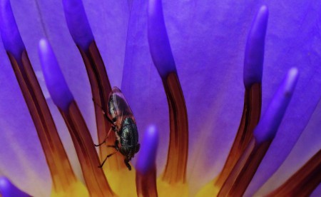 Bee
