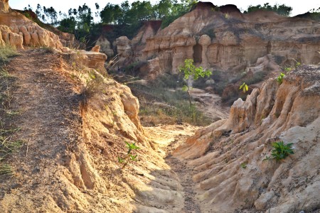 FORM OF NATURE