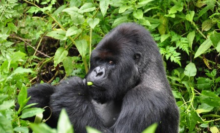 RwandaMountainGorilla