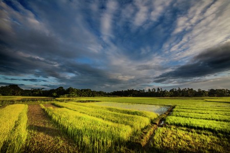 a paddy field