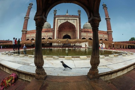 Bird posing at Jami Mosque