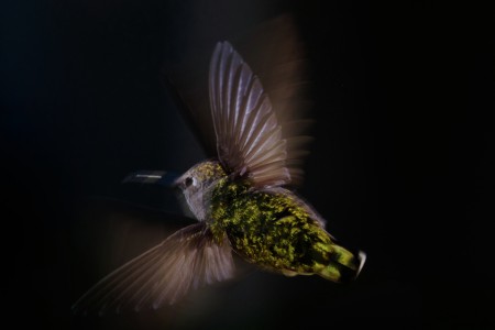 Flying Hummingbird
