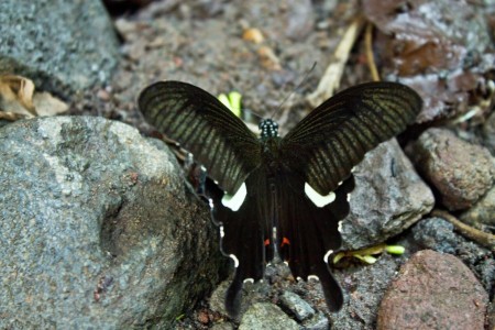 KING BUTTERFLY
