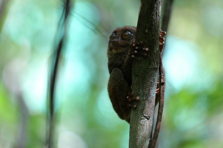 A nocturnal primate
