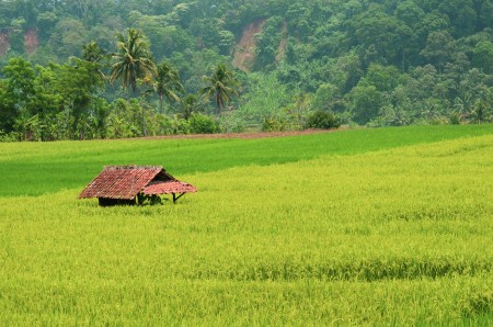 Indonesia farmer's rest room