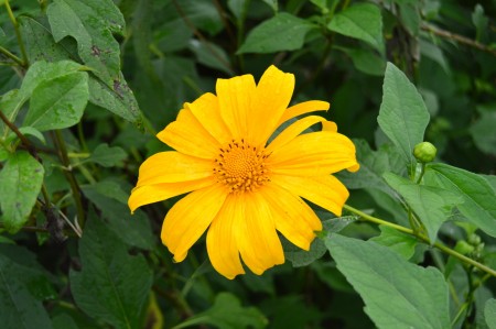 Fresh Yellow Flower