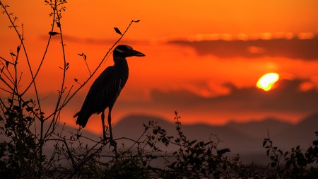 Bird watch
