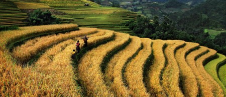 Across The Rice  Feilds