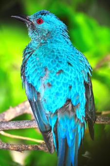 Fairy Bluebird-female