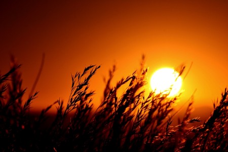 The Rising Hope
