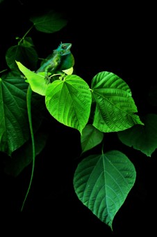 nature colour