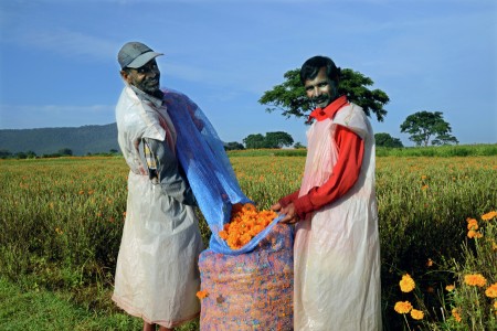Marigold flower workers_P.Karunakaran
