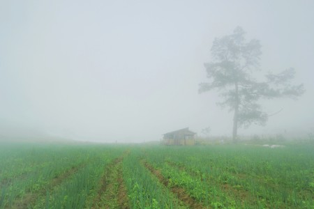 Misty Morning